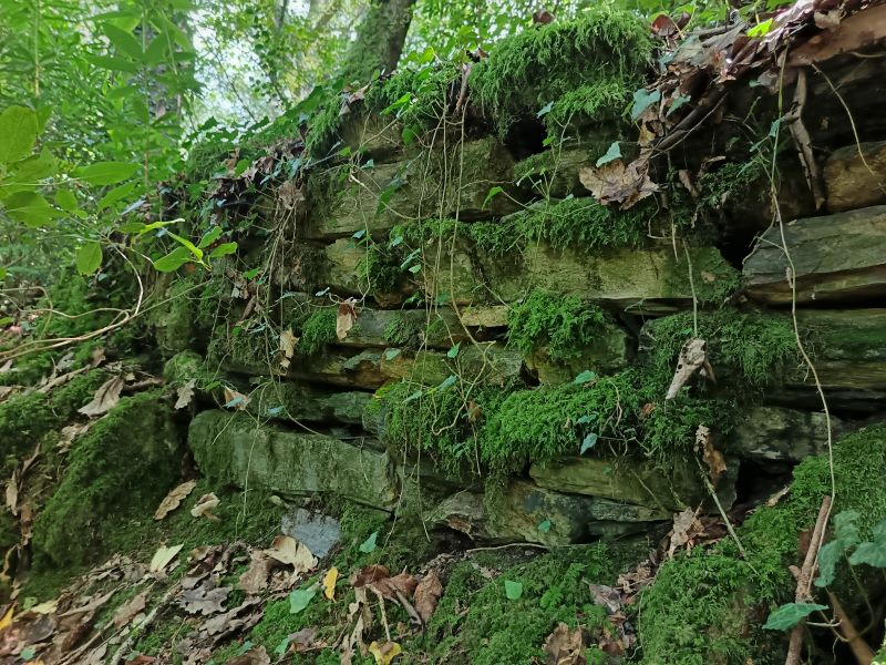 castell aber ia – remains of wall 2 Castle enclosure wall - detail of the dry stone walling which survives on the north western edge